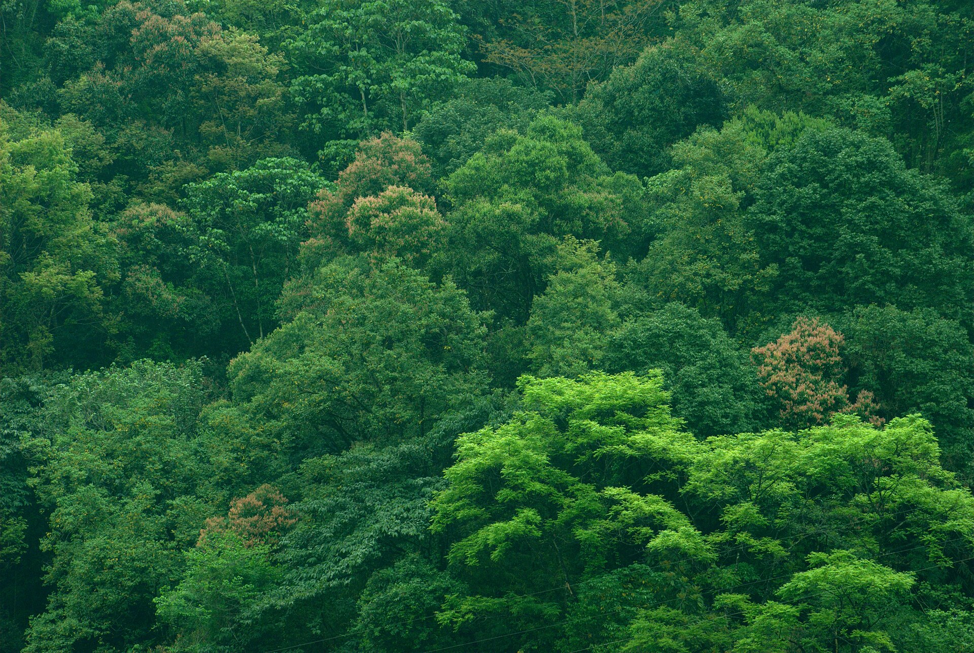 Pine forest on a mountainside