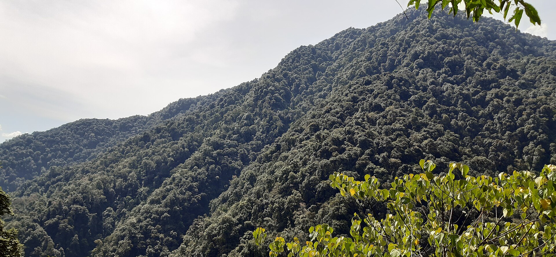 Mist rolling through forested ridges