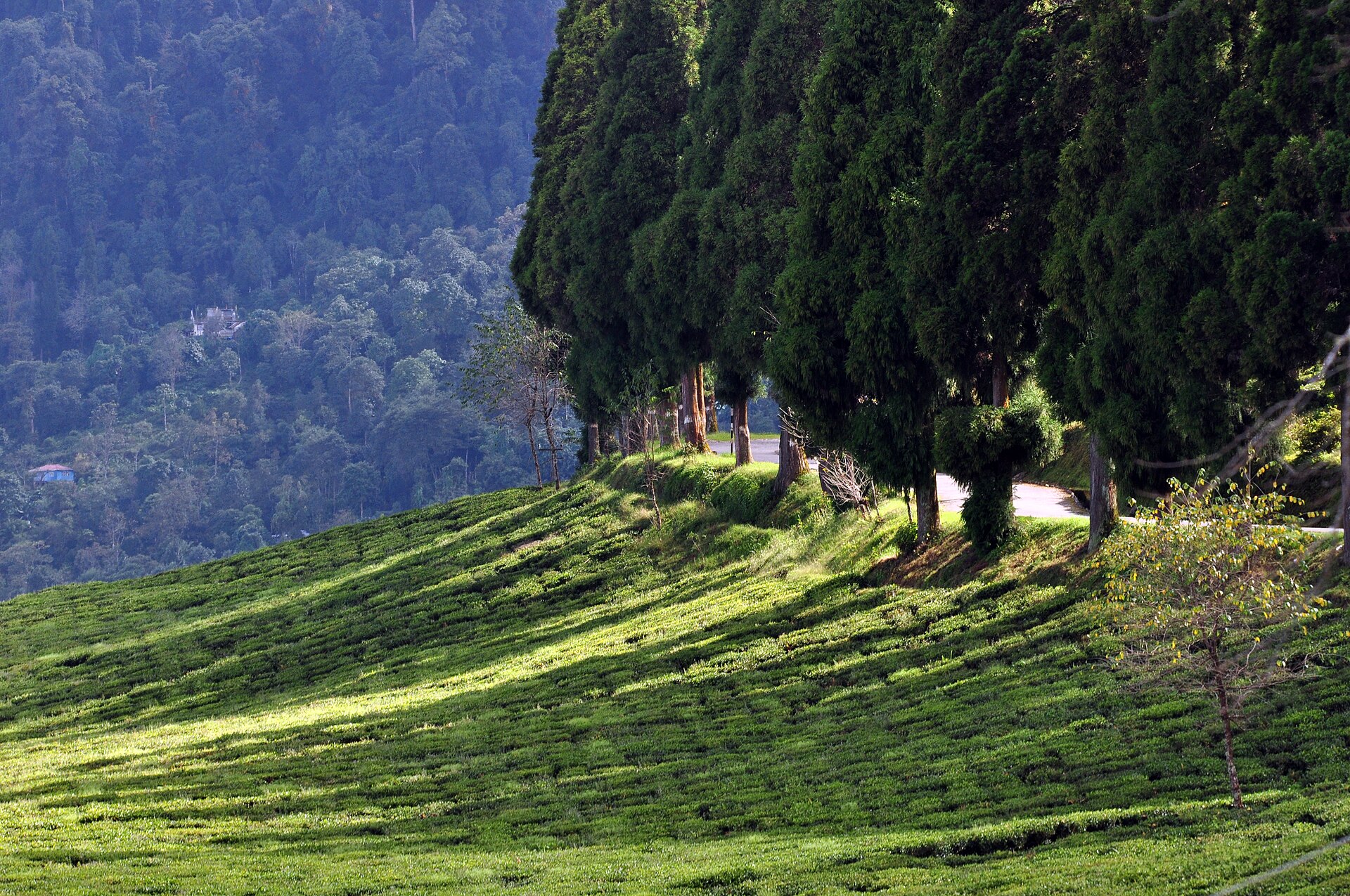 Terraced tea garden slopes